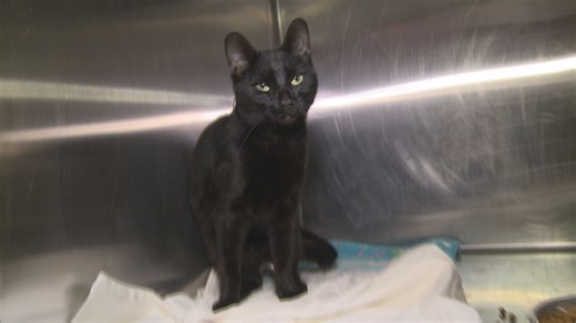 Video shows cat getting choked in Cleveland neighborhood