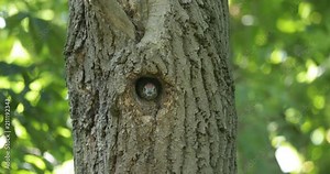 Juvenile Green Woodpecker calling from a nesting hole in a tree trunk