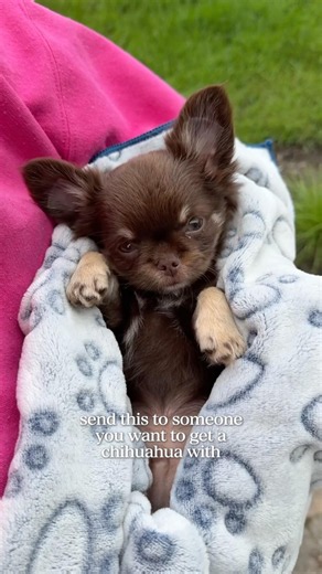 Cutest Chihuahua Puppies (= Puppy Fever!!! 🥺)