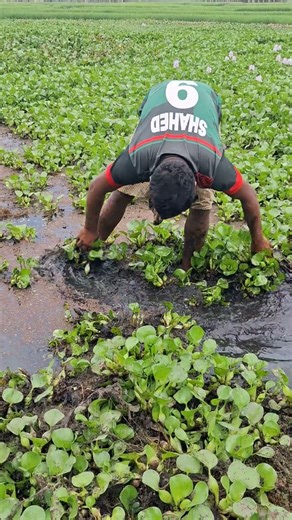 A Asian Fisherman Catches Big Fish In Mud Water By Hand #shorts #handfish #fishinglife#fishing