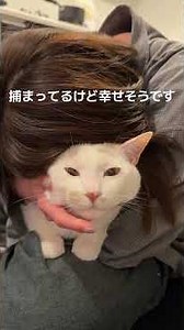 Capture time!! #fatcats #cat #funnycats #rescuedcat #catlife #cutecat #cute #cat #couple #romance