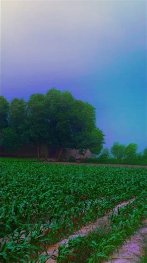 Relaxing Scenery & Calming Sounds for Stress Relief #beatifulnature #naturelovers #shorts