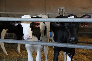 Breeding for success with beef on dairy