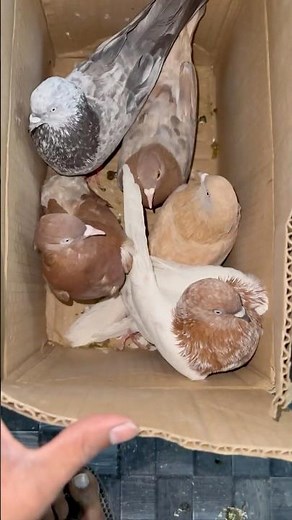 Brought flying pigeons from Abhisekh Bhai's setup 🥹🕊️ | #pigeons #minivlog #petsvlogs