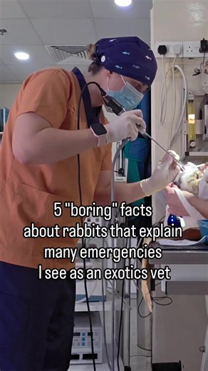 Here are 5 “boring” rabbit facts that actually explain many of the emergencies I see in consults. Number 5 is essential to know! This is exactly the kind of things exotic pet owners wish they had known earlier. And why they follow my account for exotic pet preventive care tips. 1. Rabbits can’t vomit. So when their digestive system slows or stops, there is no safety mechanism to relieve pressure. 2. Rabbits can’t breathe through their mouth. They are obligate nasal breathers, which means respira