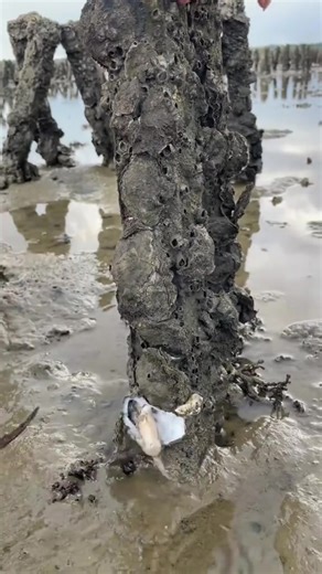 Panen Kerang Tiram yang Lezat dan Menggugah Selera