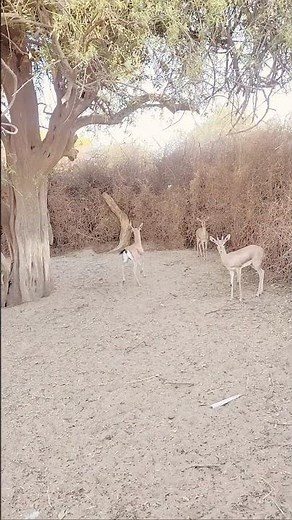 GAZELLE Running video