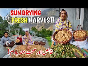 Sun Drying Almonds After Harvest | Pure & Healthy Organic Nuts | Almonds Processing | Village Vlog