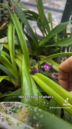 Phragmipedium home collection https://roehamptonorchids.ca/products/basic-care-for-paph-phragmipedium • Winter blooms are here! 🌸 Our phragmipediums are thriving under controlled indoor conditions, showcasing what’s possible year-round with led lights, proper care and culture. If you’re curious about growing these stunning lady slippers, don’t miss our phragmipedium care and culture workshop—link in bio. Learn the secrets to consistent blooms in your home. 🪴✨ Do you supplement your plants with