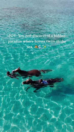 Explore Barbados: Swim with Horses in Paradise