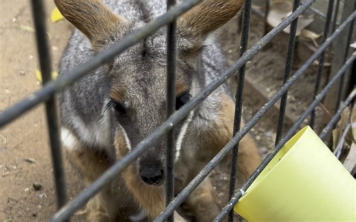 在野生动物园和小动物玩耍的早晨。*Featherdale Wildlife Park