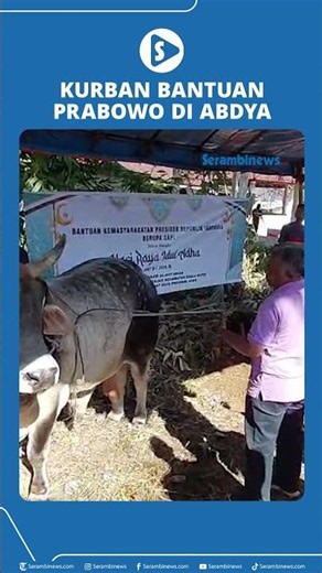 Weighing 1.25 Tons, Sacrificial Cow Donated by President Prabowo Slaughtered in Abdya