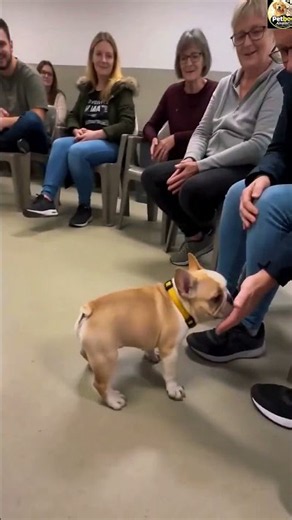 A Emotional Dog Selection Story! ❤️🐶
