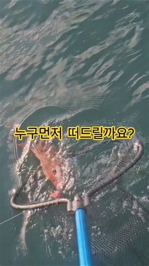 #타이라바 #참돔타이라바 #삼길포천마호 #바다 #삼길포항