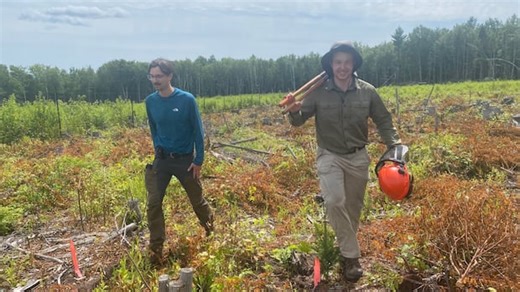 Will N.B.'s cold-loving trees still thrive in a warming climate? Researchers look to the future