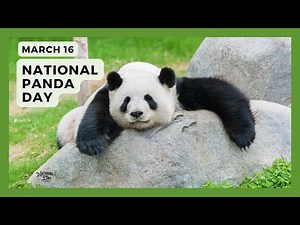 NATIONAL PANDA DAY - March 16