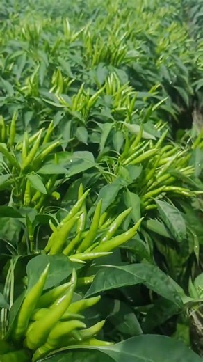 Laxmi ❤️ Krishna (@laxmikrishna29)’s videos with original sound - 🇳 🇮 🇷 🇲 🇦 🇱 ❤ ️