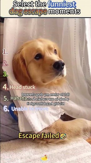 Select the funniest dog escape moments