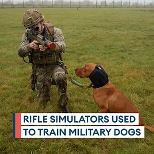 Mission Im-Pawsible 🐾 Military working dogs 🐕 are undergoing innovative battle inoculation training to better prepare them for combat environments. Find out how the dogs are trained to withstand combat noise here.🔊 | Forces News