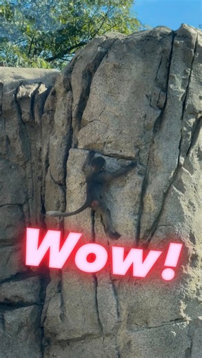 Aviv on Instagram: "Is anyone else actually exciting for the @netflix x @alexhonnold collab this Friday?? I just hope they planned some fun stuff with the commentators bc climbing a building might get kinda repetitive. Anyway this monkey was a crusher for sure. . . . . . . #climbing #monkey #freesolo #sandiegozoo netflix"