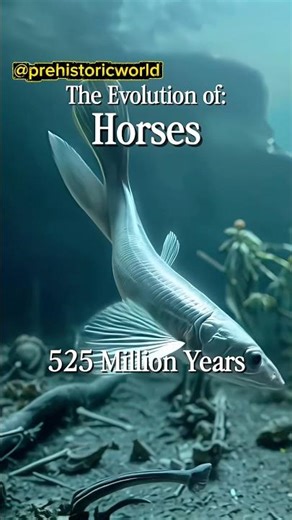 The Evolution of the Horse! #history