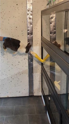 Feeding my reticulated python #reptiles