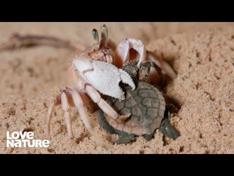 Newborn Sea Turtles Must Dodge Ghost Crabs Seconds After Birth