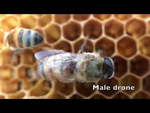 Drone bee vs Queen bee comparison