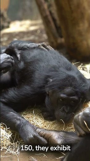 Amazing Chimpanzee Intelligence: Problem Solving and Tool Use #shorts