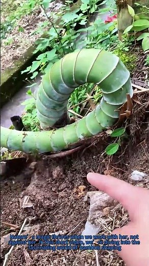 Grow a Twisted Bamboo Masterpiece! DIY Garden Hack for Unique Landscape Design