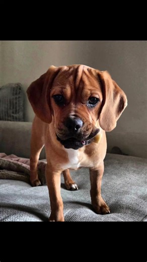 Pugsley the puggle (@pugsley.the.puggle)’s videos with Cool Attitude (Vox) - Ah2