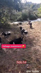 269K views · 10K reactions | December ukiangalia investments zako #comedy #sirtrouble #kenyancomedy | Sir Trouble | Facebook