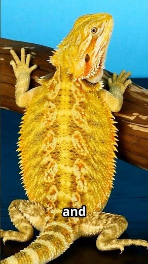 The Exotic World of Yellow Bearded Dragons