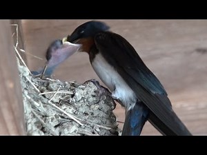 ツバメの赤ちゃん 食事 Mother Bird Feeding Baby Birds