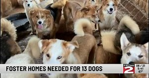 13 Dogs in Need of Foster Homes: Frankfort Shelter Hopes Community Can Help
