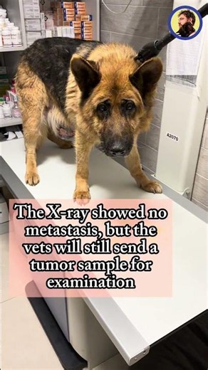 Greta's surgery went well, but her condition is worse than we expected...