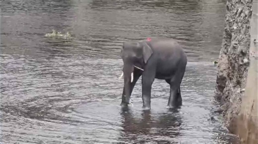 Dramatic First Footage: Elephant Lifted Out of Karnataka Dam in One of India’s Most Complex Rescues
