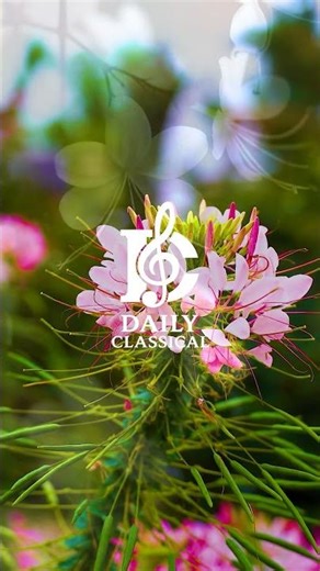 One Minute of Pure Calm – Classical Piano to Relax, Focus & Inspire