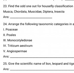Find the odd one out for housefly classification: Musca, Chorda... | Filo