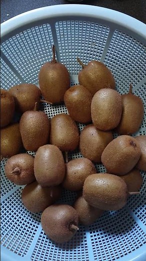 【果樹園】霜よけの季節に母が20個以上のキウイフルーツを収穫してリンゴと共に熟成させる