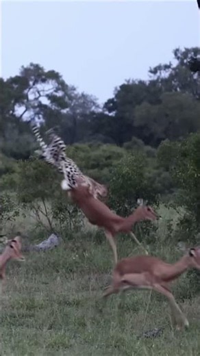Wild world | Leopards hunt young antelopes.