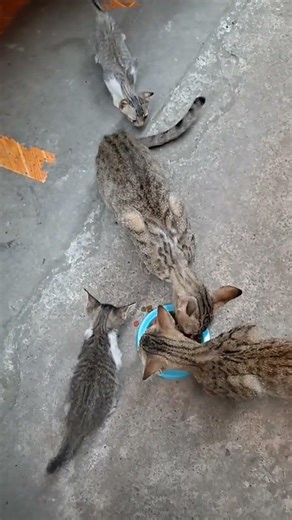 Beautiful cats eating together sila #shortvideo