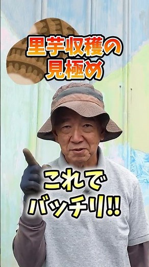 The secret to determining the best time to harvest taro in your home garden or on a farm! [Direct...