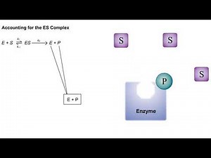 Enzyme-Catalyzed Reactions