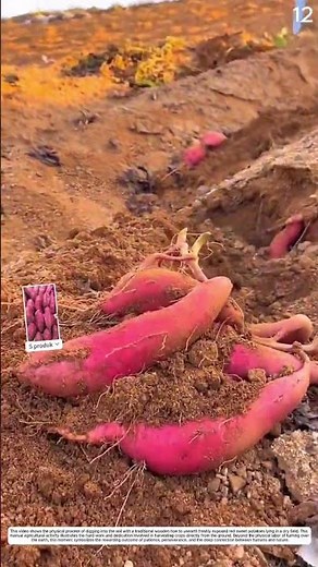 Traditional Sweet Potato Harvesting: How a manual hoe lifts sweet potatoes from soil