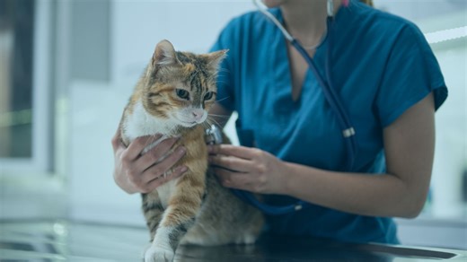 Final hours before 'unnecessary’ Jan 1 law all pet owners must follow enforced