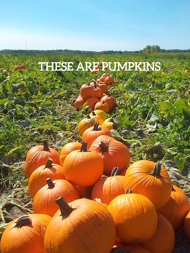 Pumpkin can't wait to see you at the pumpkin patch. Tickets are now available on our website. | Leisure Farms