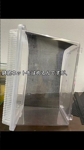 初心者でもできるカマキリの飼育方