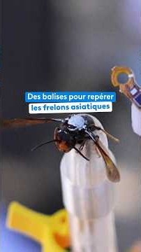 Des frelons asiatiques équipés de balises pour repérer les nids