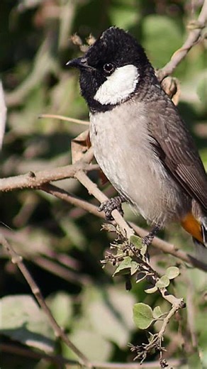 طائر البلبل العراقي ​#birds_of_iraq​#بلبل_عراقي​#البلبل_العراقي​#بلابل_العراق​#طائر_البلبل​